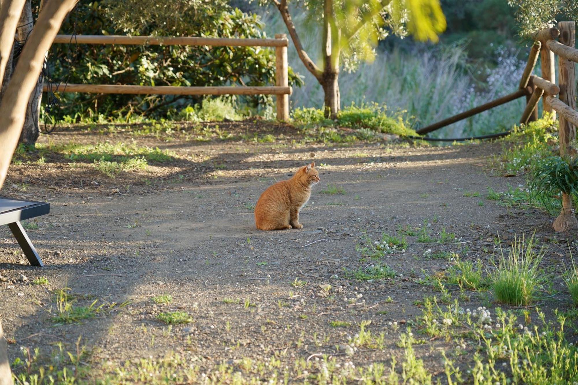 Borge Cortijo Lagar De Luisaゲストハウス エクステリア 写真